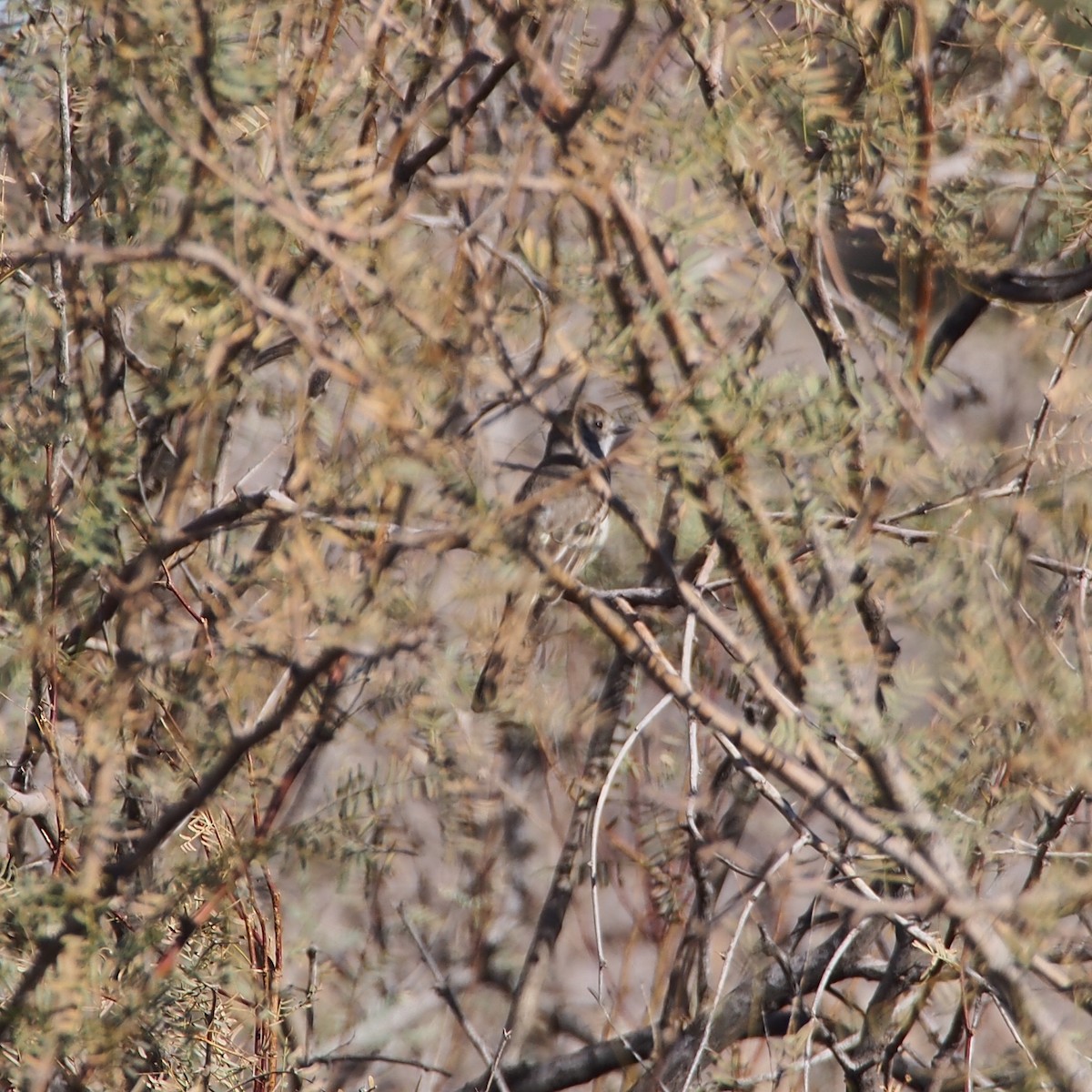 Ash-throated Flycatcher - ML85276491