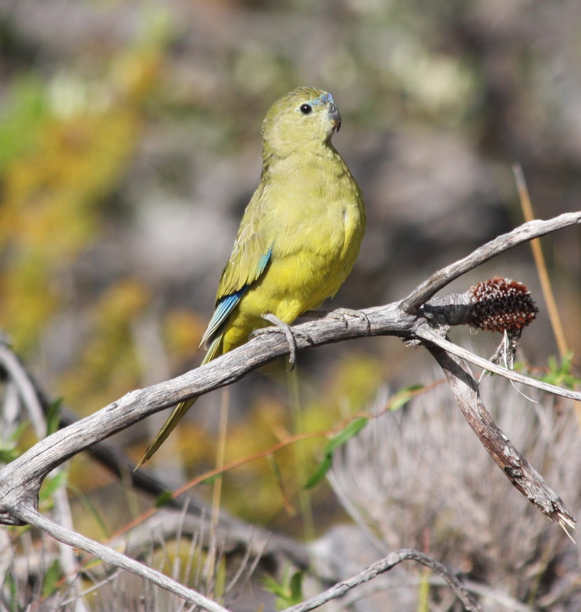 Elegant Parrot - ML85280581