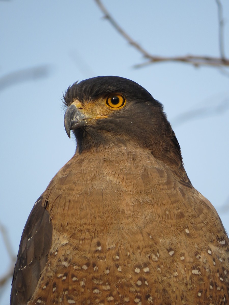 Crested Serpent-Eagle - ML85280821