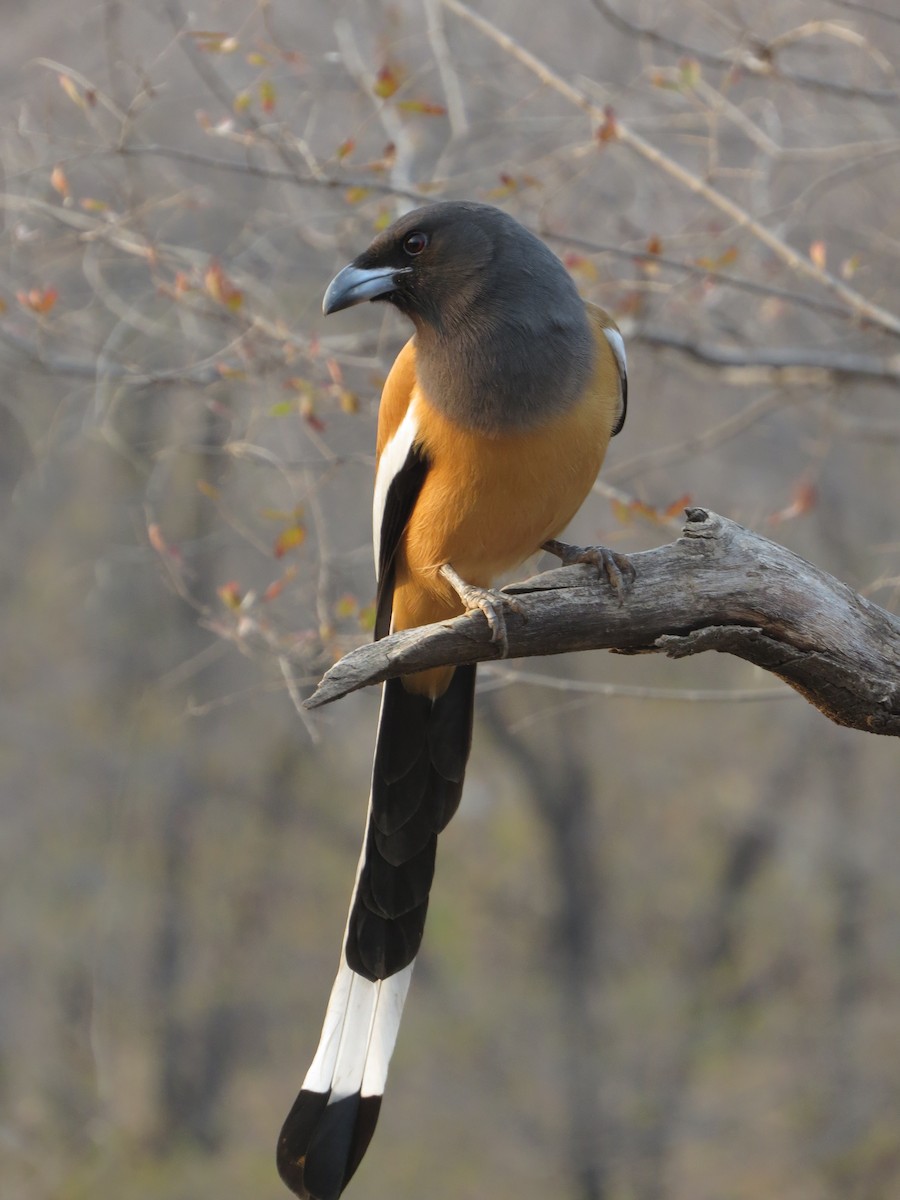 Rufous Treepie - Billi Krochuk