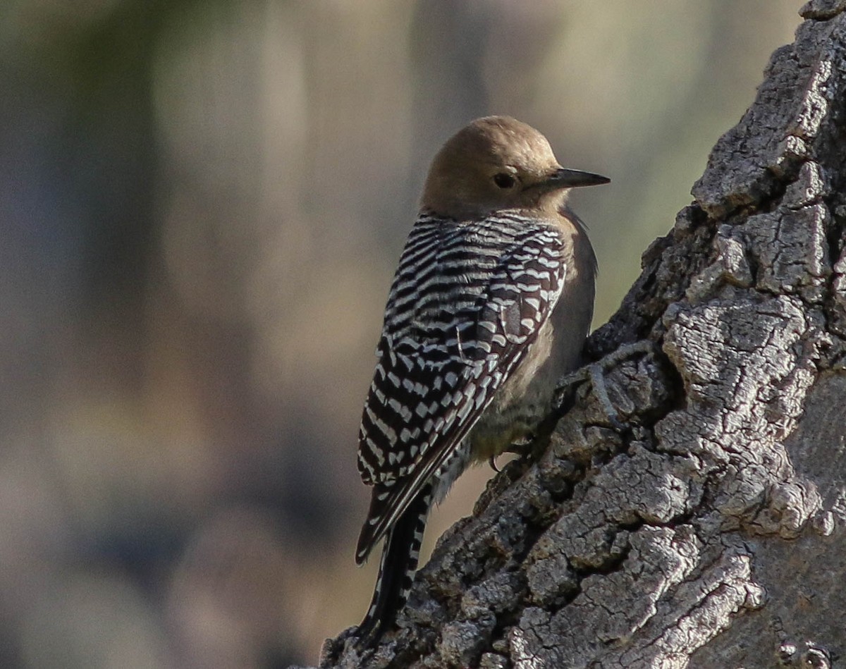 Gila Woodpecker - Linda McNulty