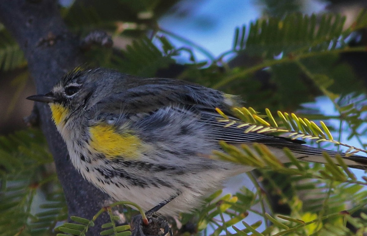 Yellow-rumped Warbler - ML85282661