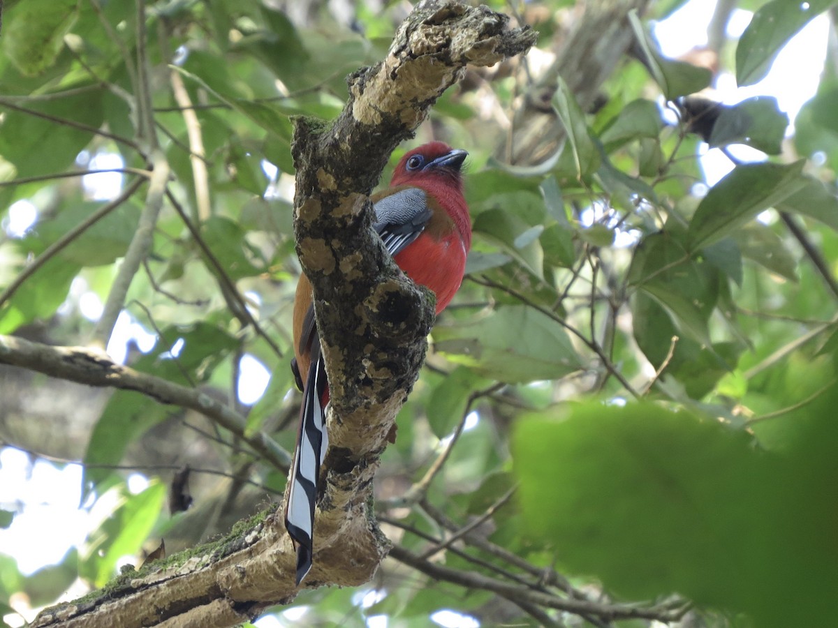 Trogon à tête rouge - ML85284111