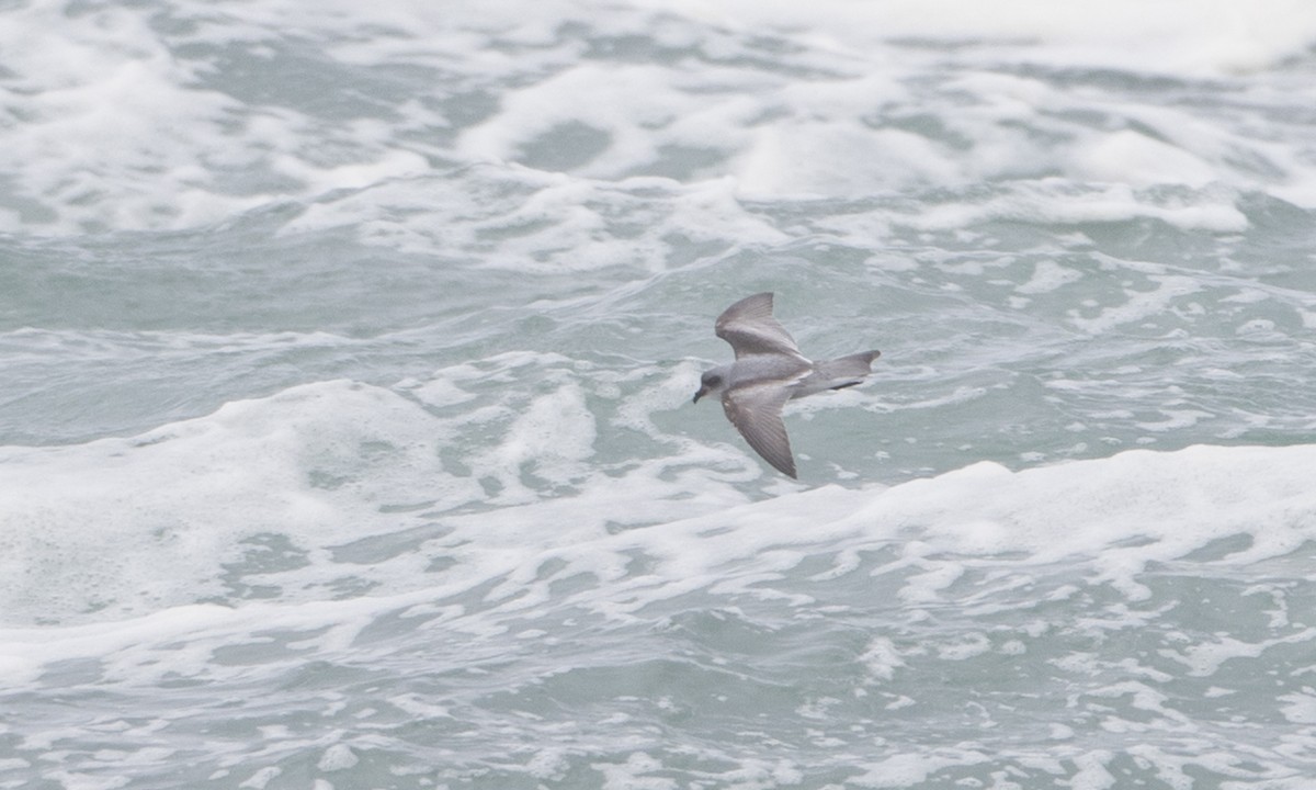 Fork-tailed Storm-Petrel - ML85284541