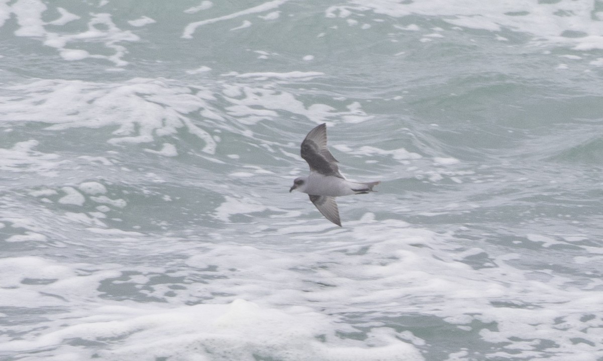 Fork-tailed Storm-Petrel - ML85284641