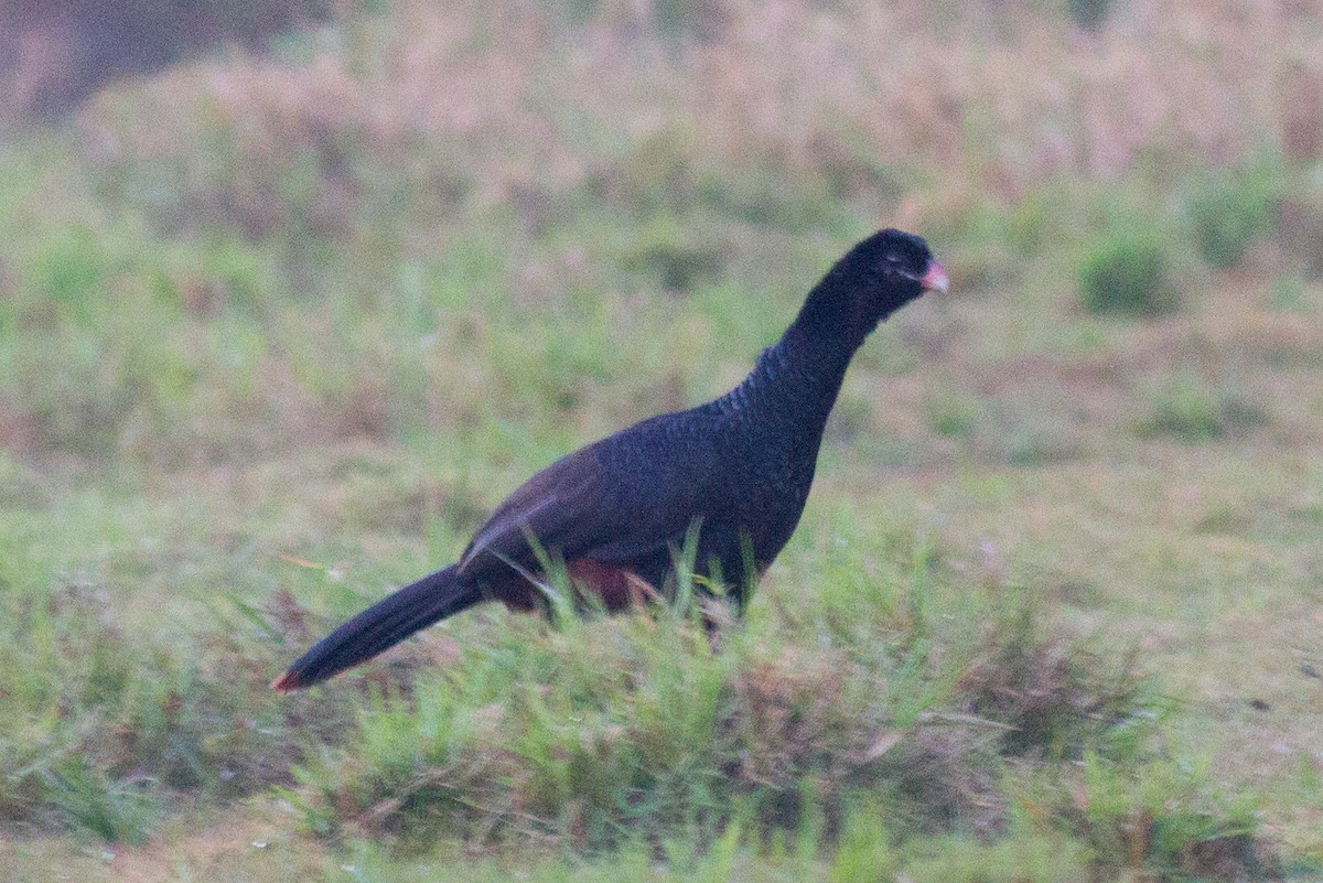 Crestless Curassow - ML85285151