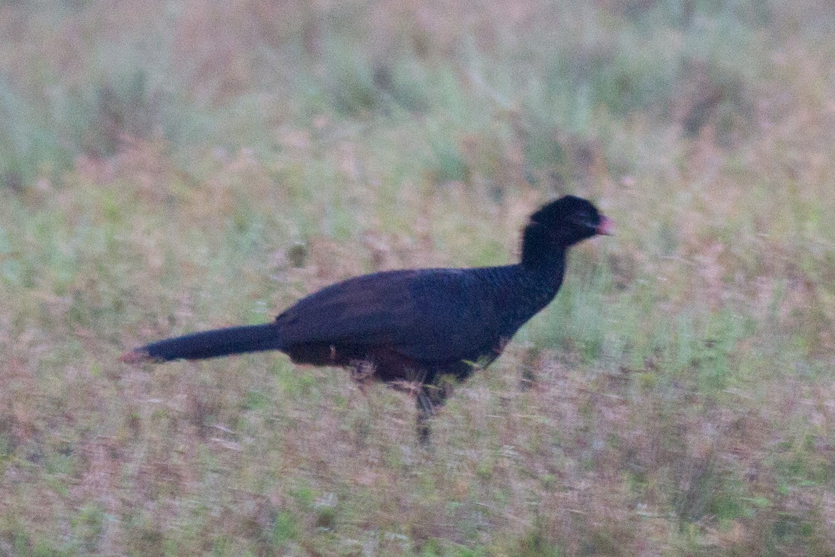 Crestless Curassow - ML85285161