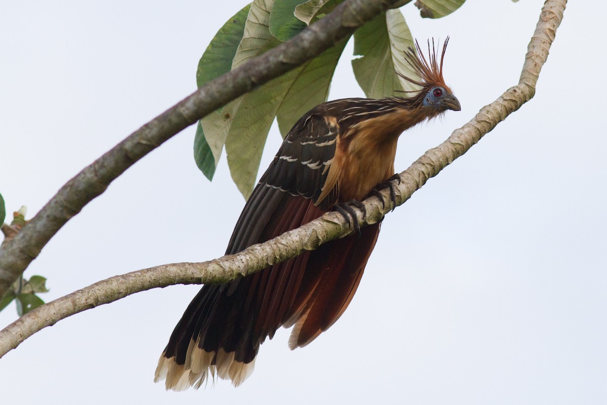 Hoatzin - ML85285361