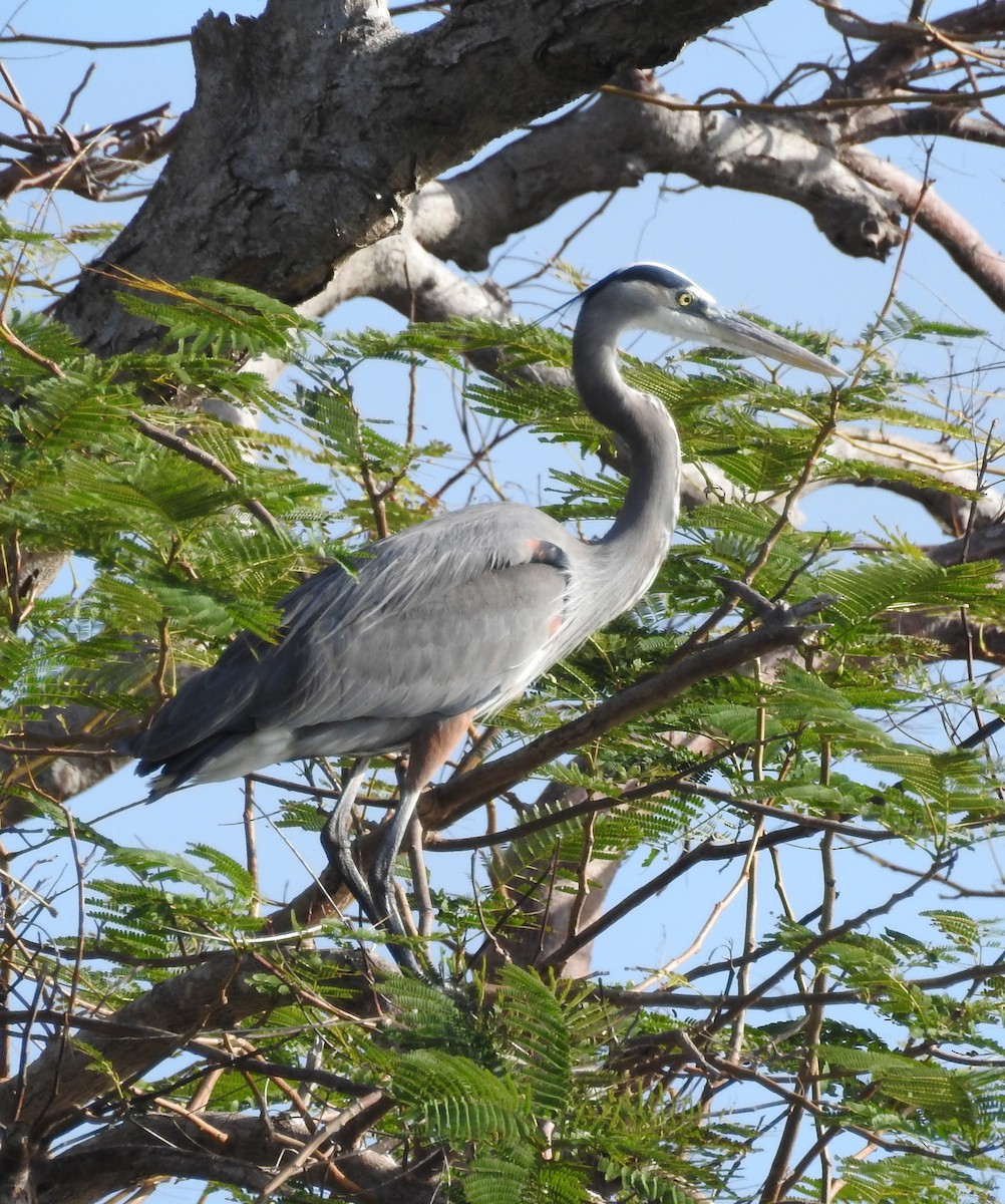 Great Blue Heron - ML85288201