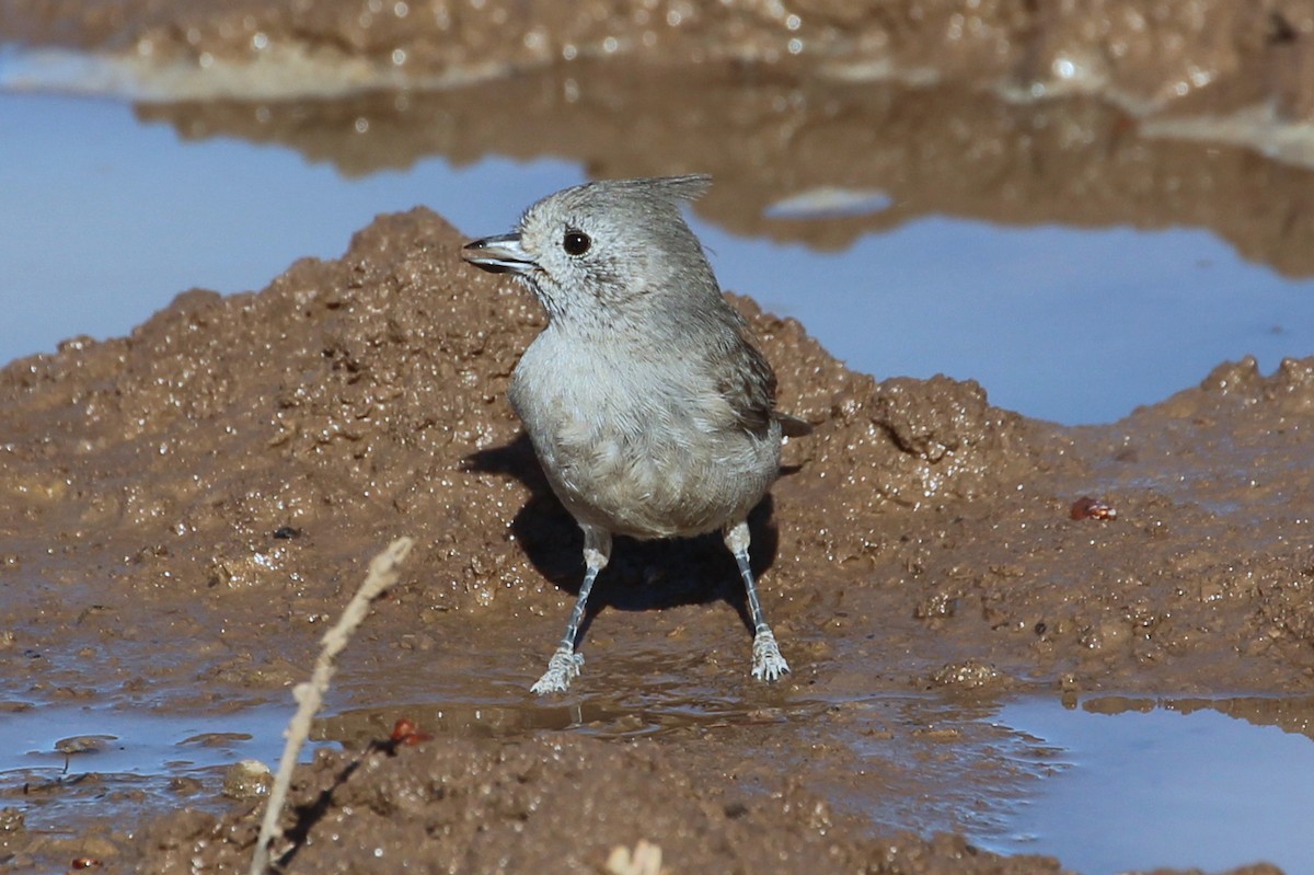 Juniper Titmouse - ML85289181