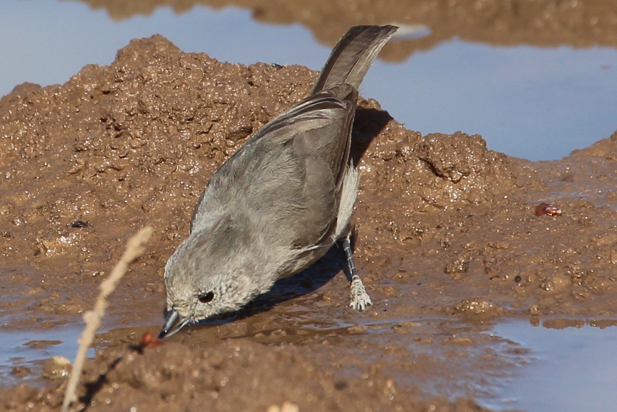 Mésange des genévriers - ML85289221