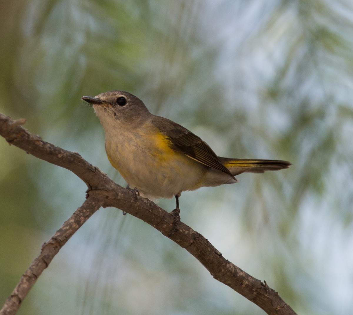 American Redstart - ML85289641