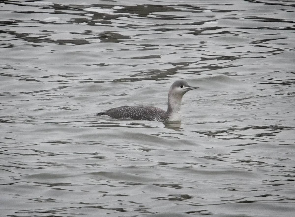 Red-throated Loon - ML85289831