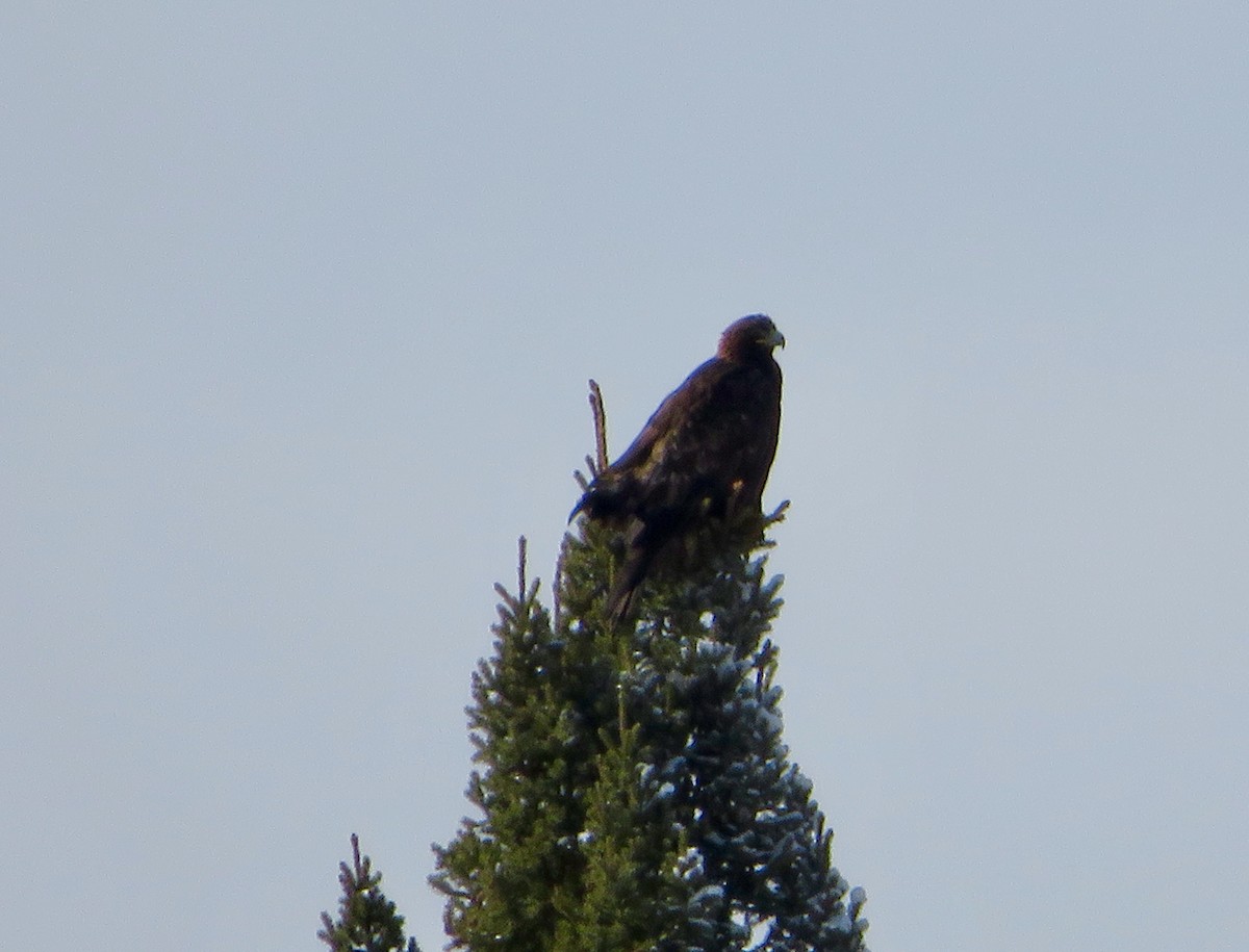 Golden Eagle - ML85291231