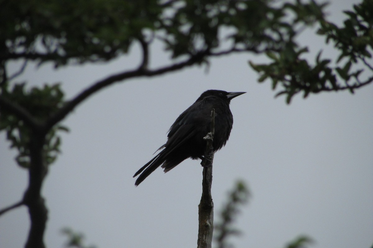 Austral Blackbird - Jose Rebolledo