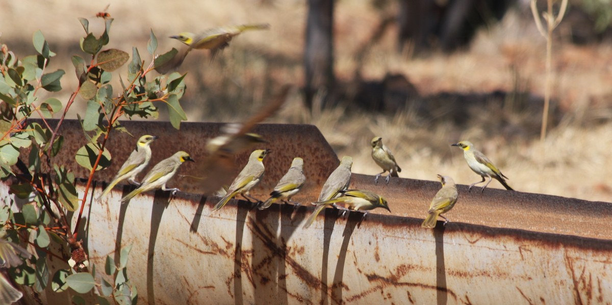 Gray-fronted Honeyeater - ML85291721