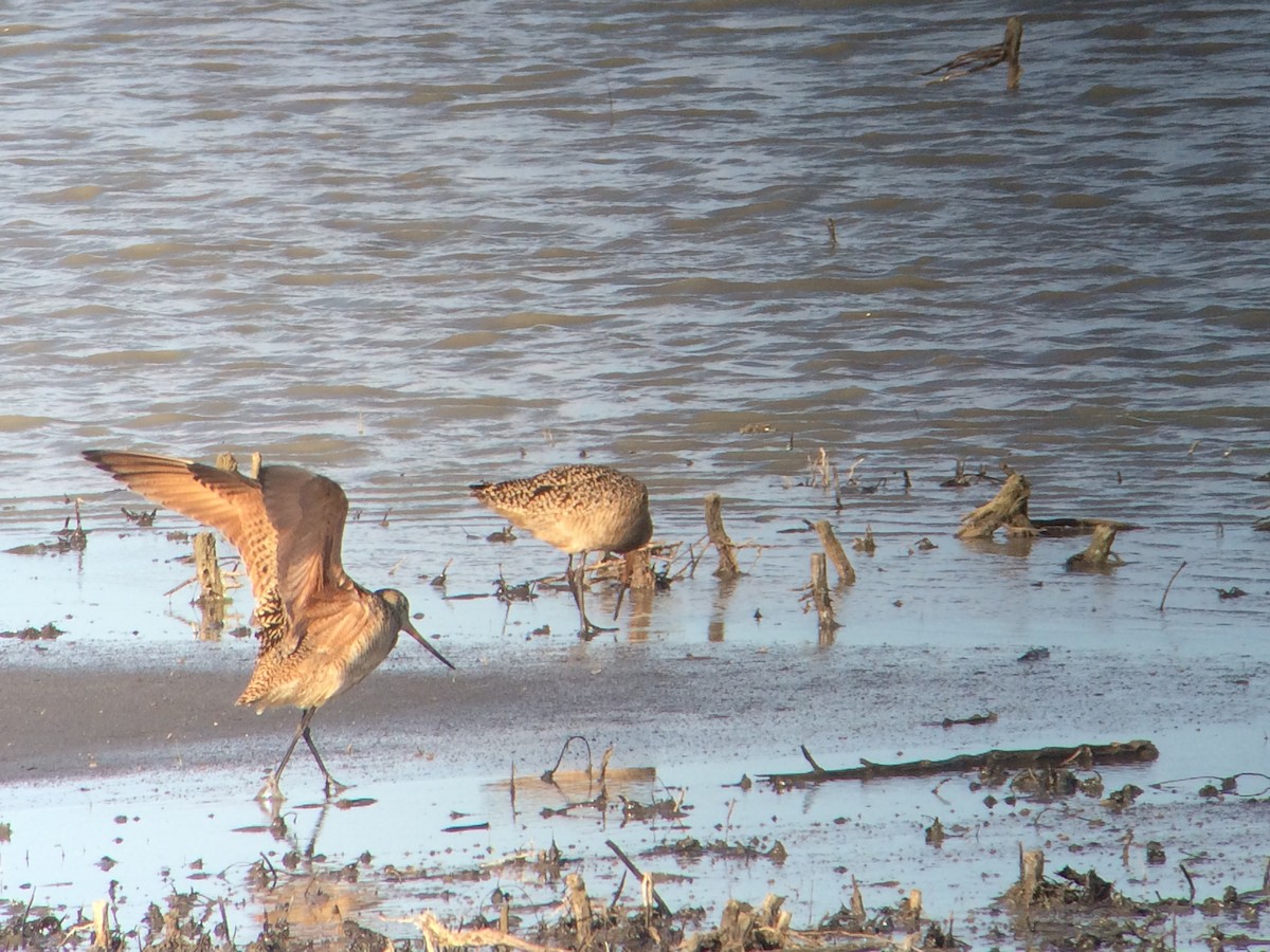 Marbled Godwit - Kevin Groeneweg