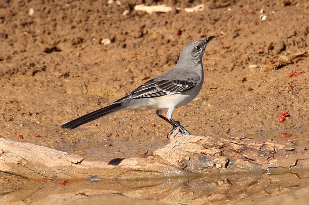 Northern Mockingbird - ML85297051