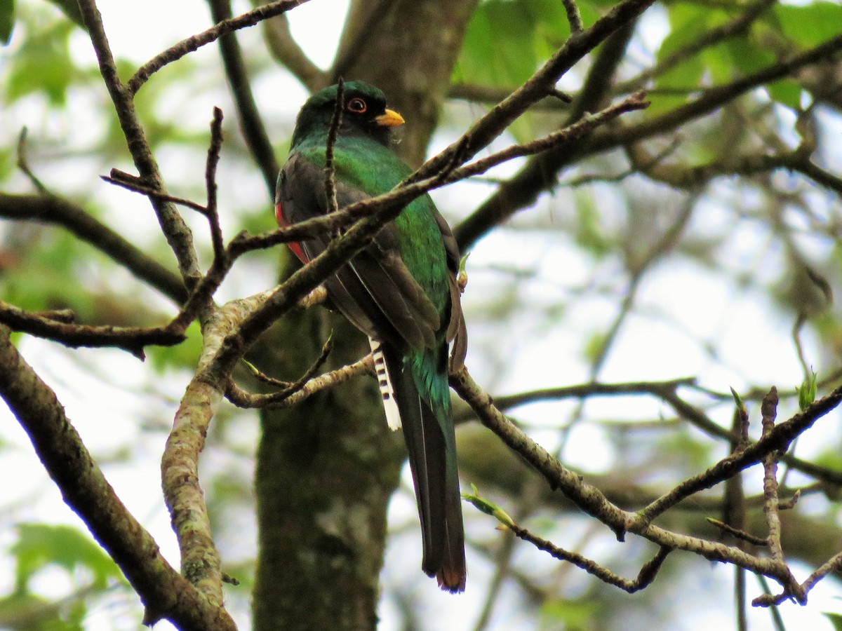 Mountain Trogon - ML85297311