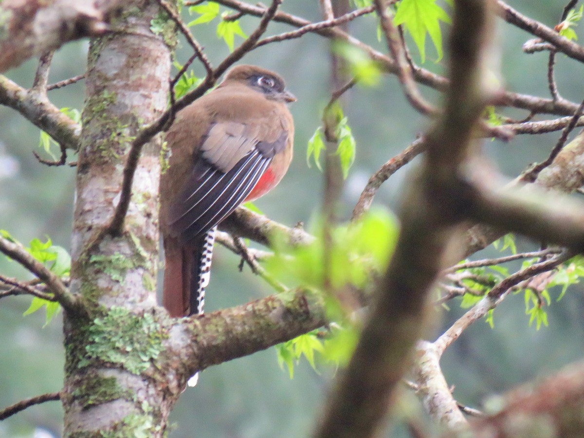 Mountain Trogon - ML85297331