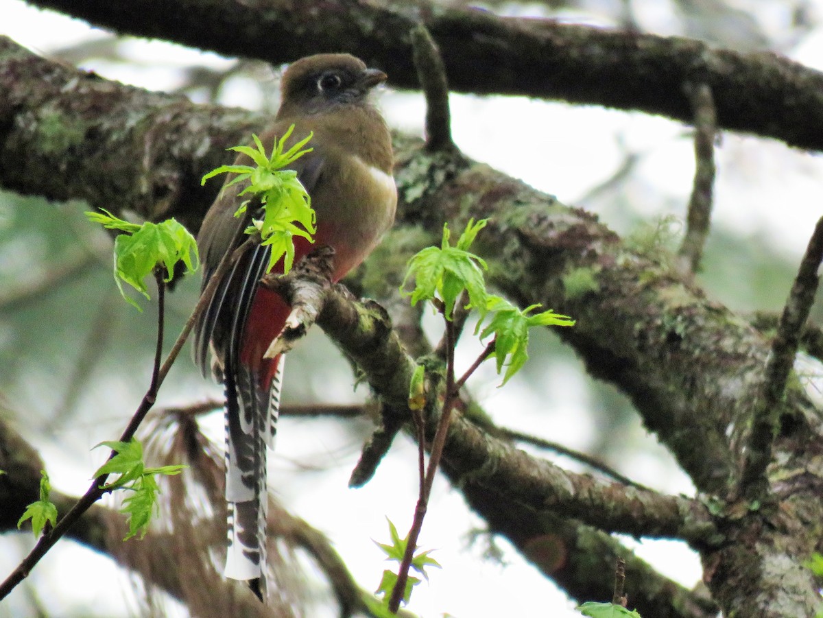 Mountain Trogon - ML85297351