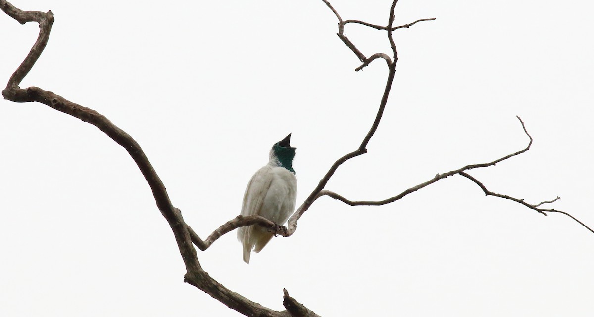 Bare-throated Bellbird - Rick Folkening