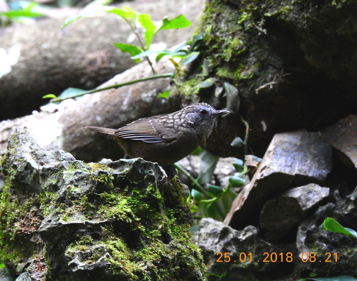 Streaked Wren-Babbler - ML85298781