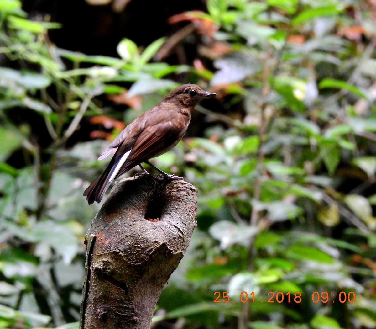 White-tailed Robin - Liao Tzu-Chiang