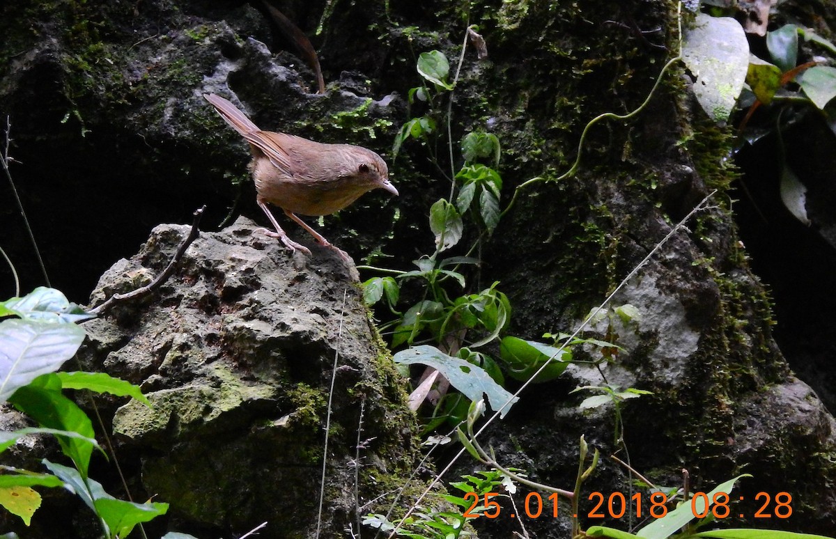 Buff-breasted Babbler - ML85300291