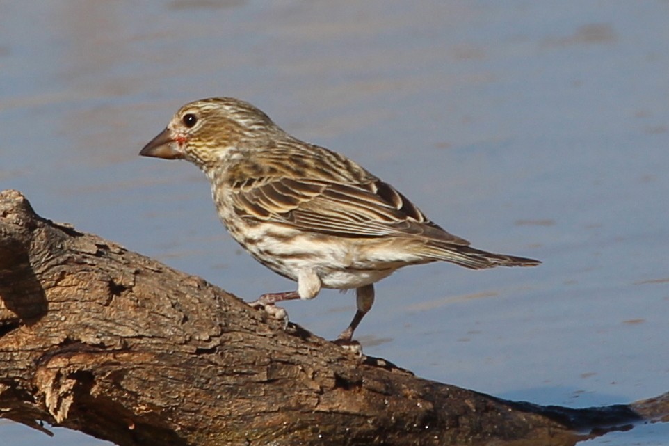 Cassin's Finch - ML85300461