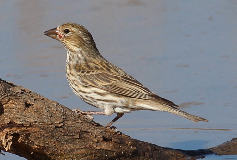 Cassin's Finch - ML85300541