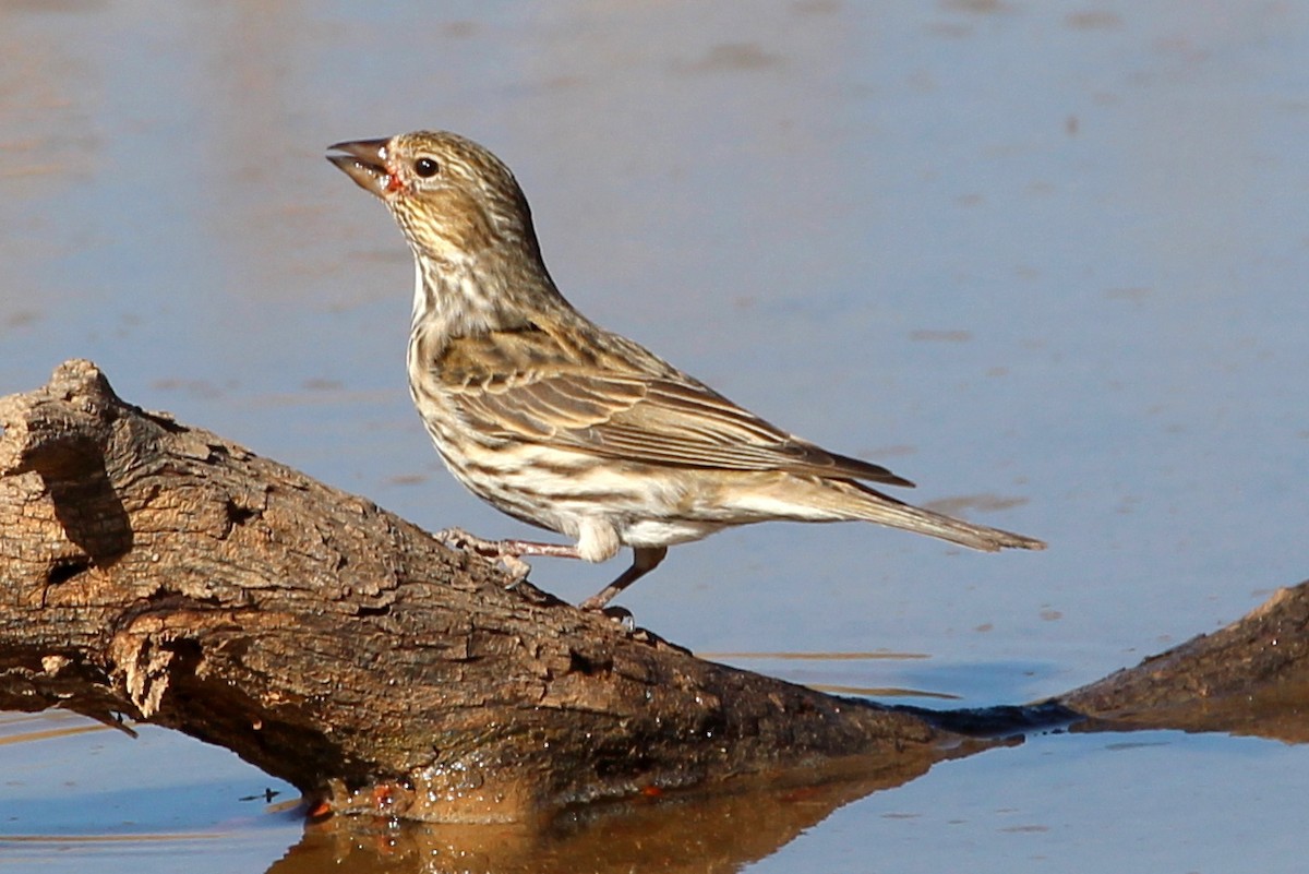 Cassin's Finch - sam hough