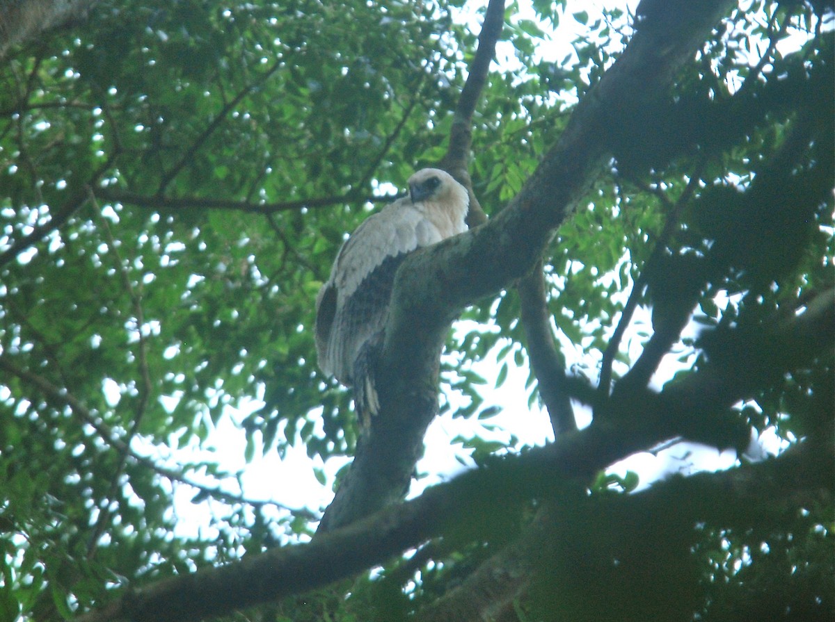 Crested Eagle - ML85300611