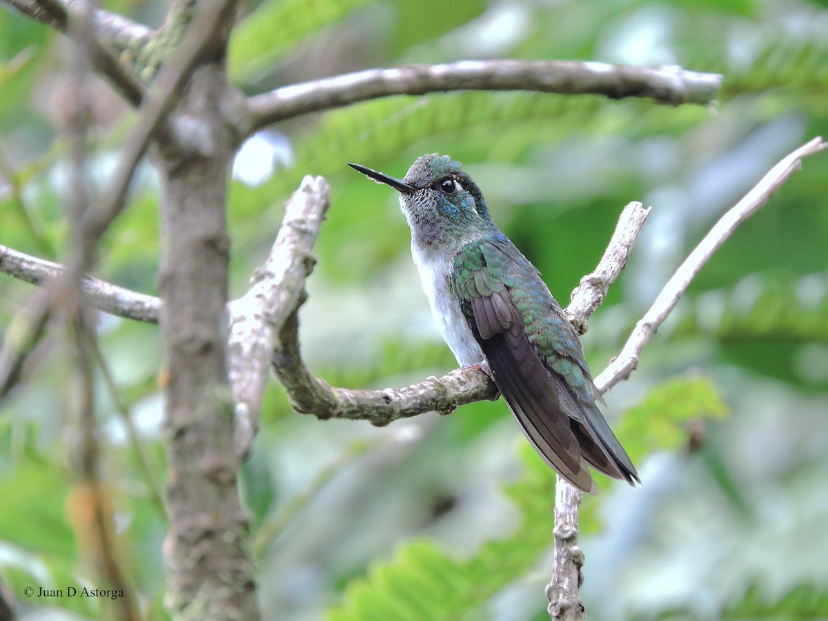 White-bellied Mountain-gem - ML85301121