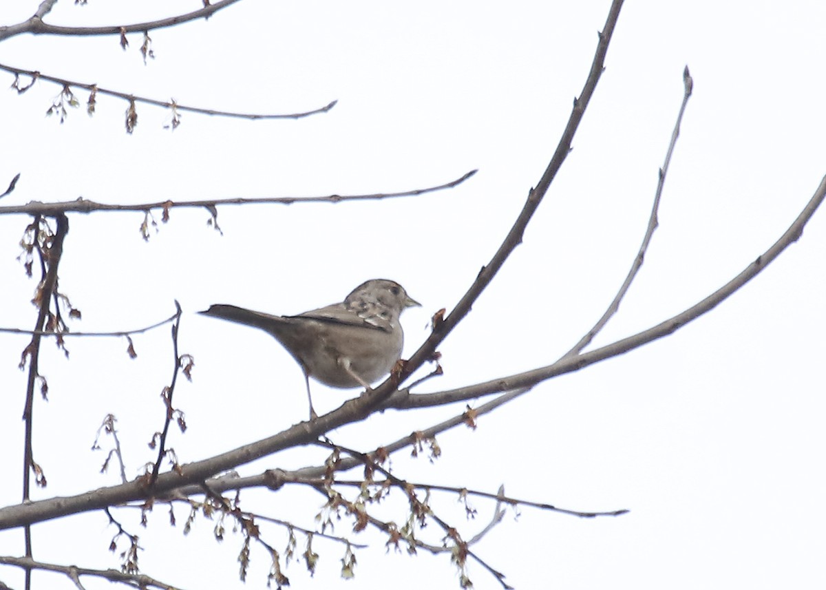Bruant à couronne dorée - ML85304381