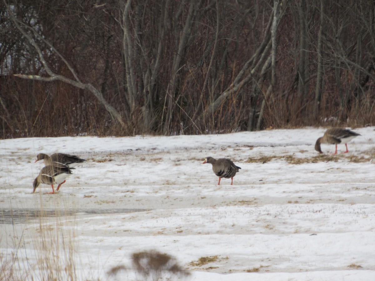 Greater White-fronted Goose - ML85304481