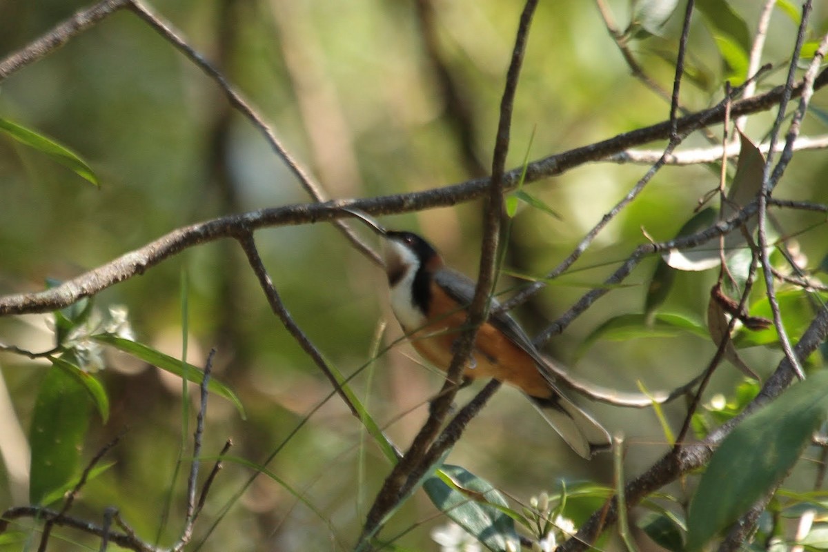 Eastern Spinebill - ML85305301