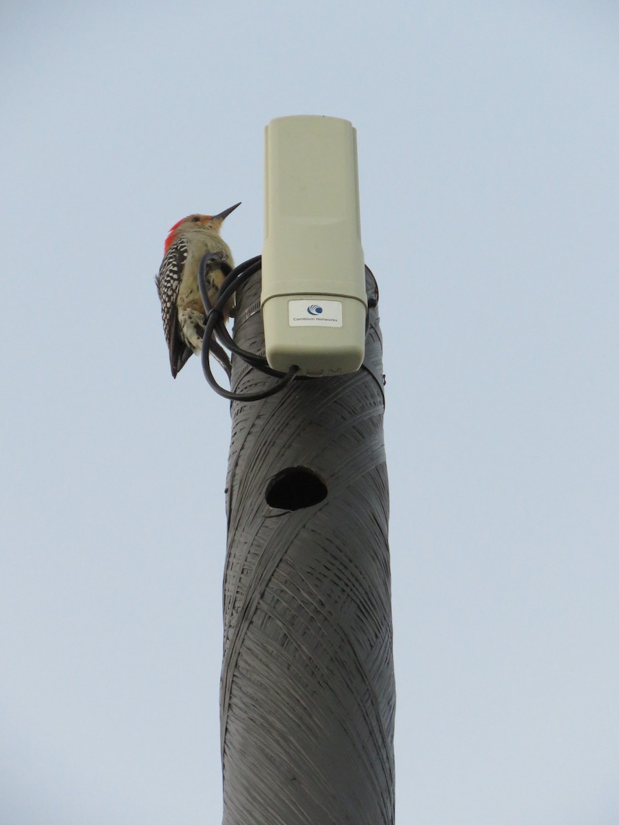 Red-bellied Woodpecker - ML85305761