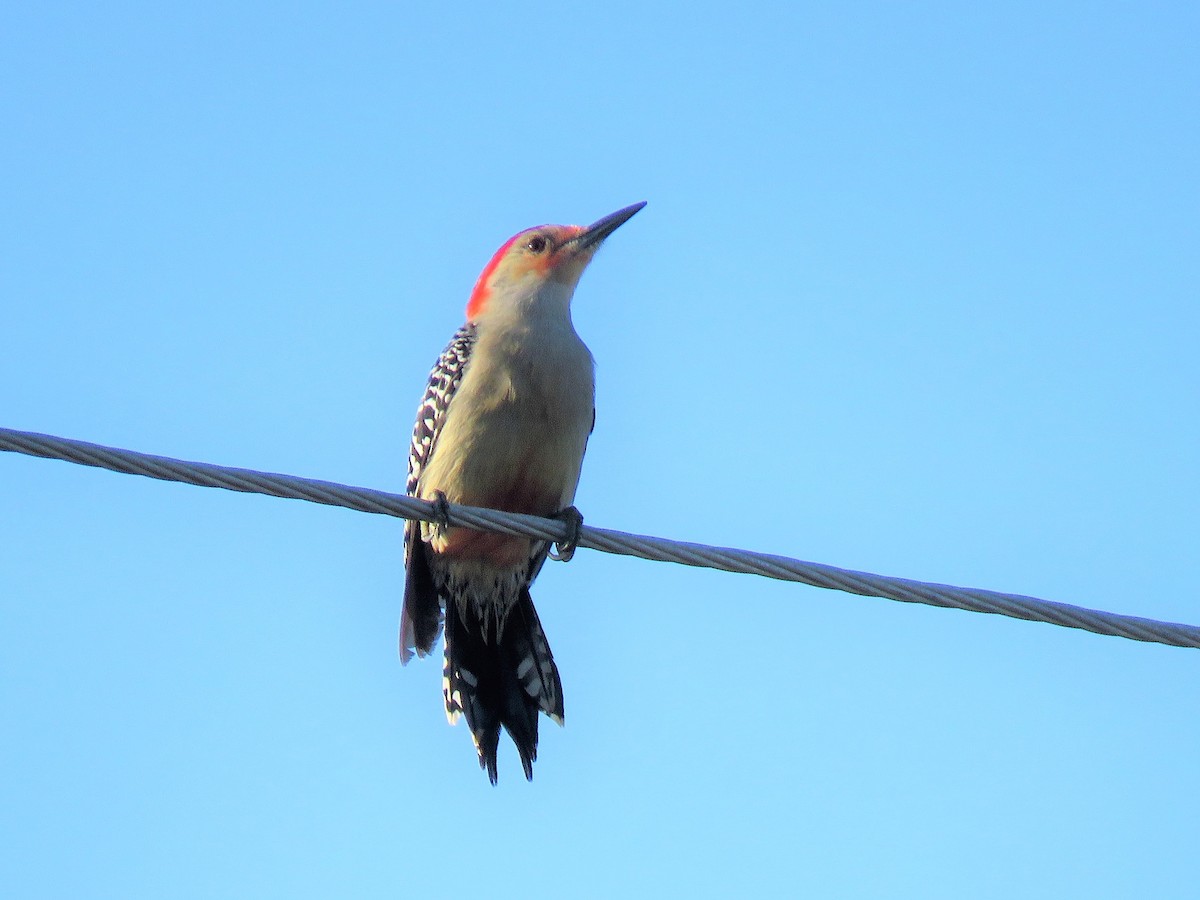 Red-bellied Woodpecker - ML85305831