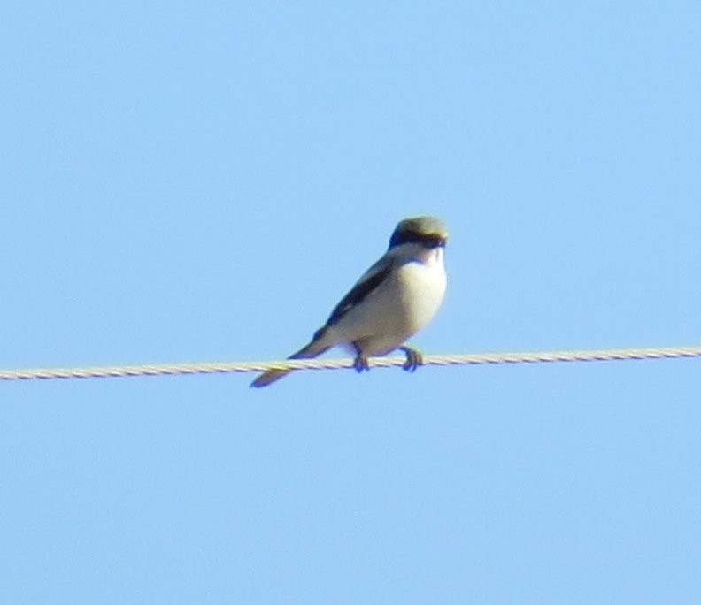 Loggerhead Shrike - ML85306321