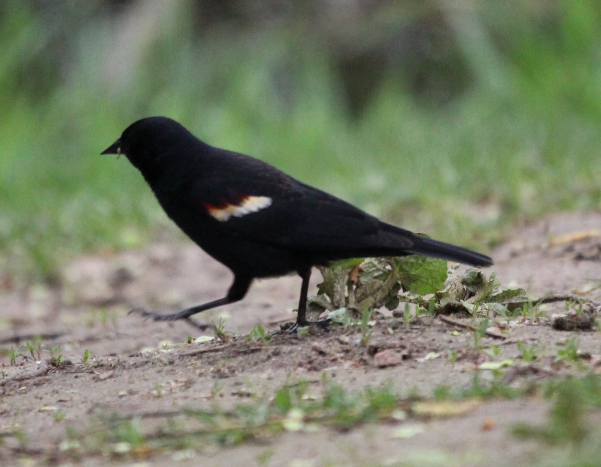 Red-winged Blackbird - ML85307091