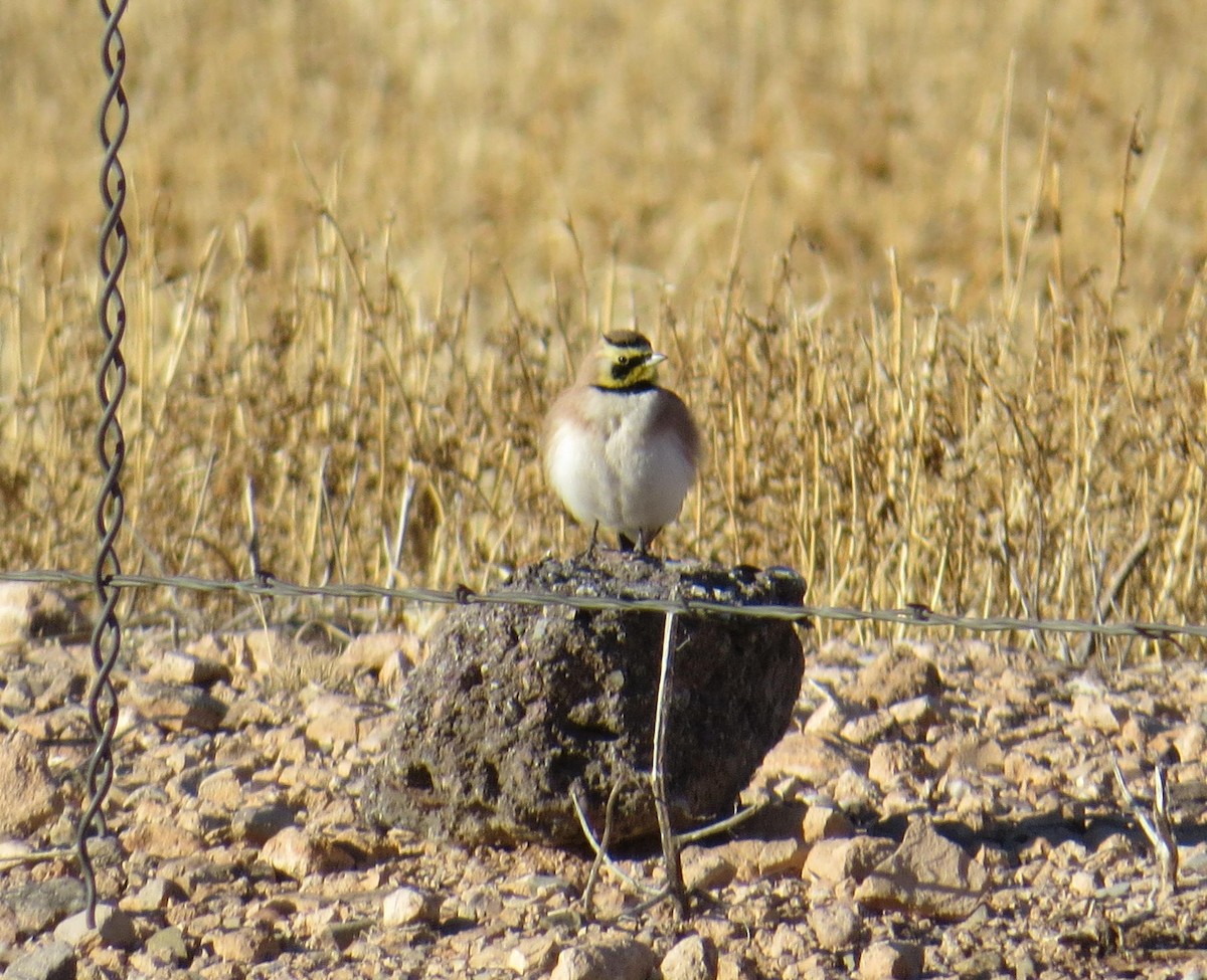 Horned Lark - David New