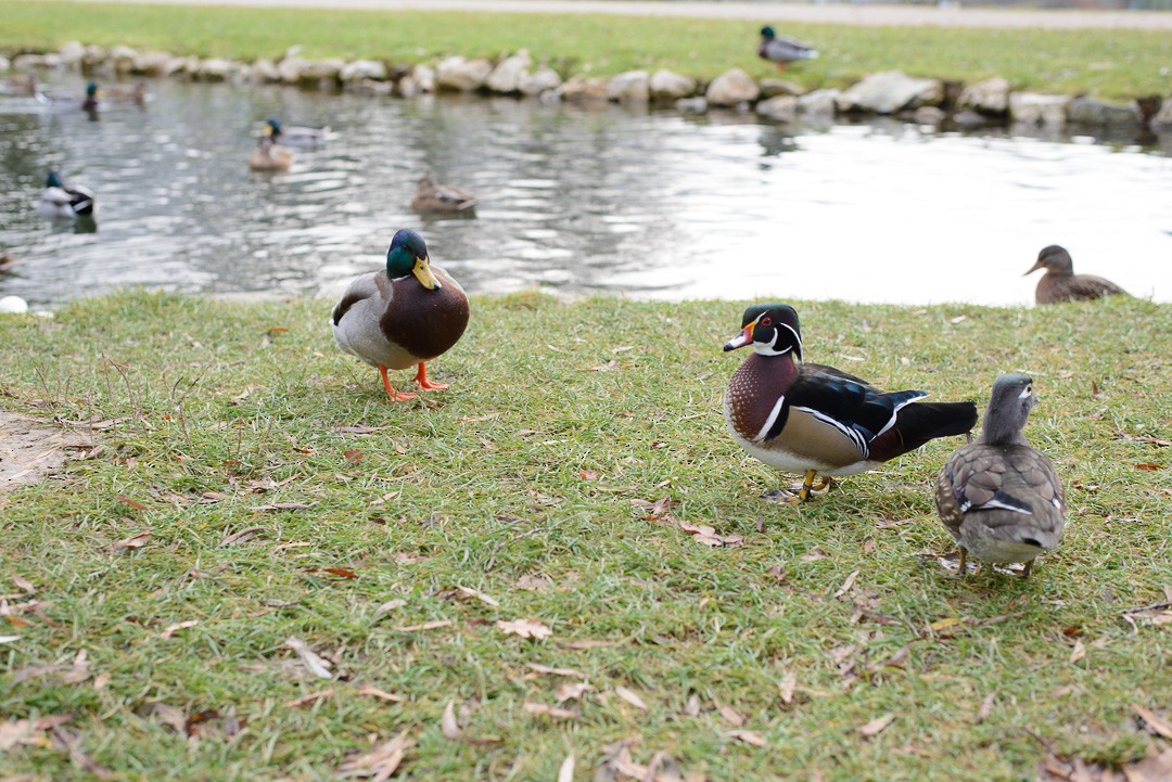 Wood Duck - Mark Carter