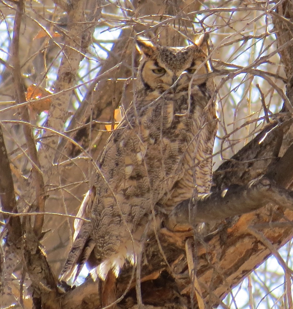Great Horned Owl - David New