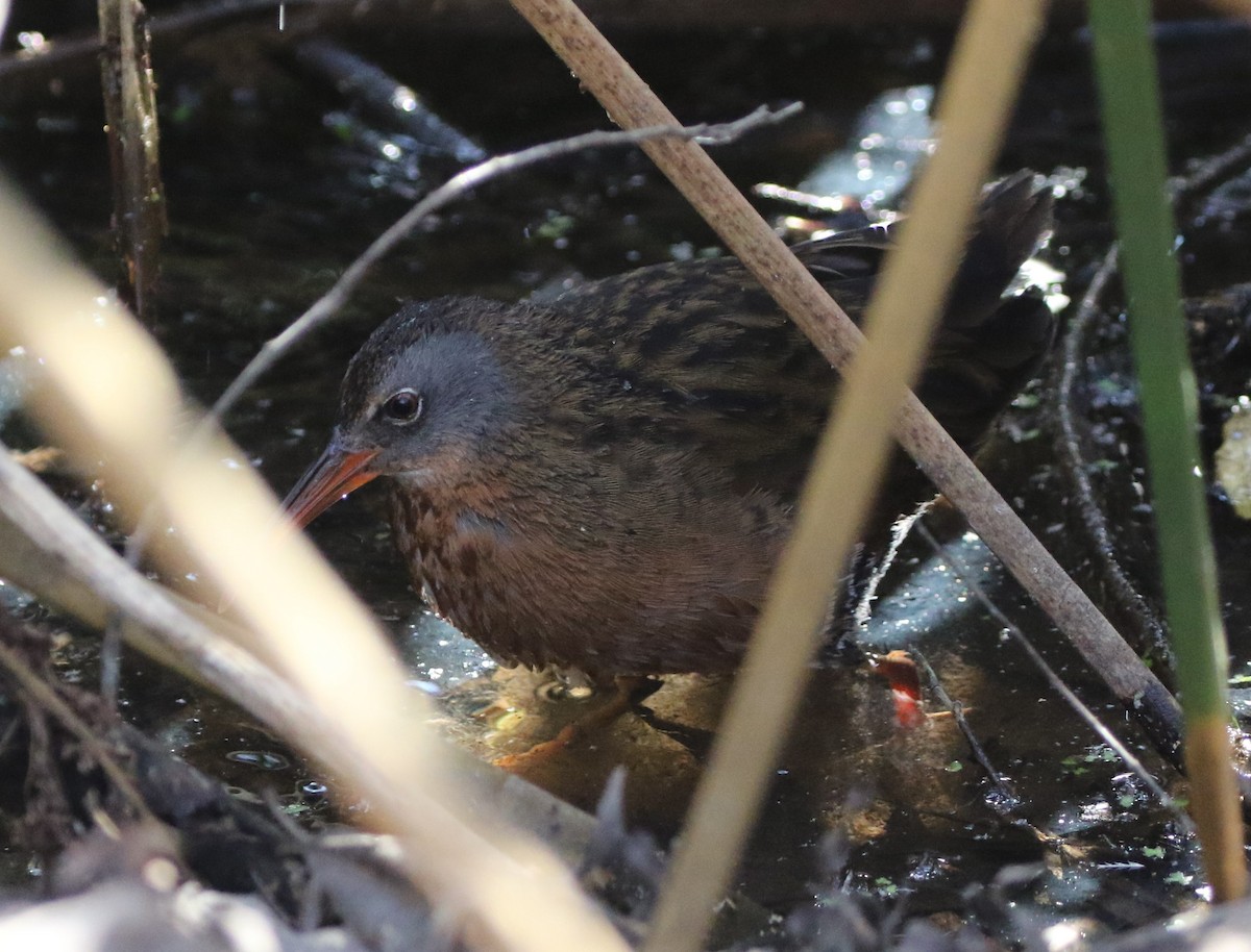 Virginia Rail - ML85309681