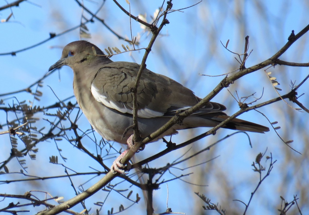 White-winged Dove - David New