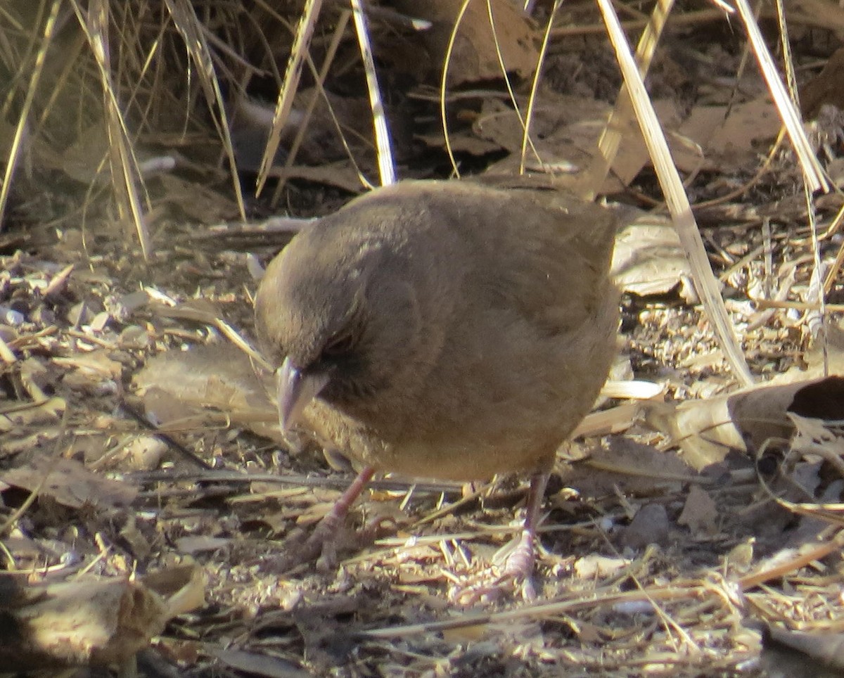 Abert's Towhee - David New