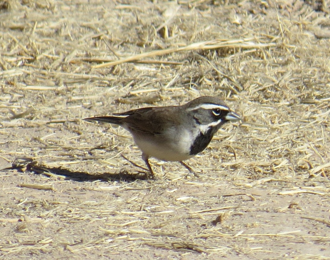 Black-throated Sparrow - David New