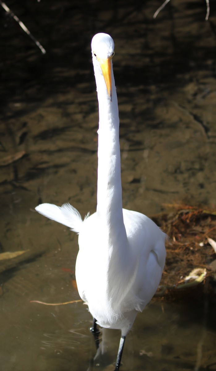 Great Egret - ML85310101