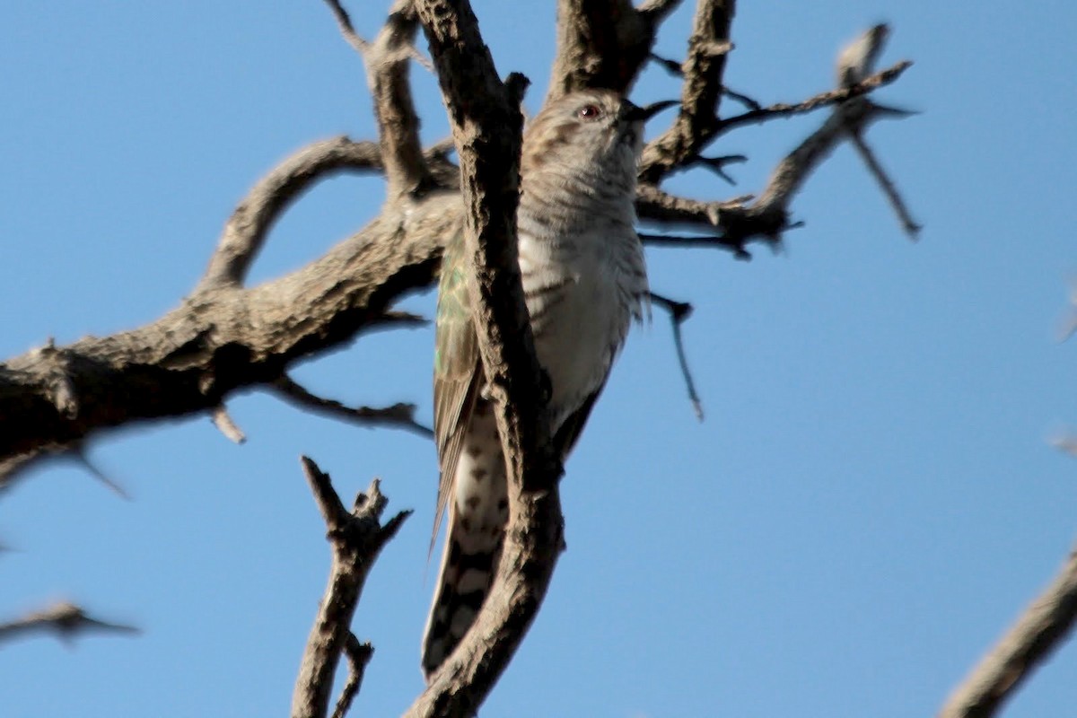 Horsfield's Bronze-Cuckoo - ML85310231